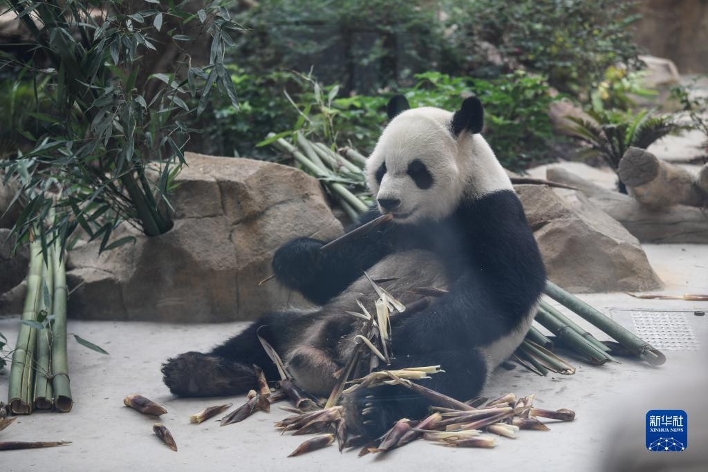 手机现金糖果派对下载